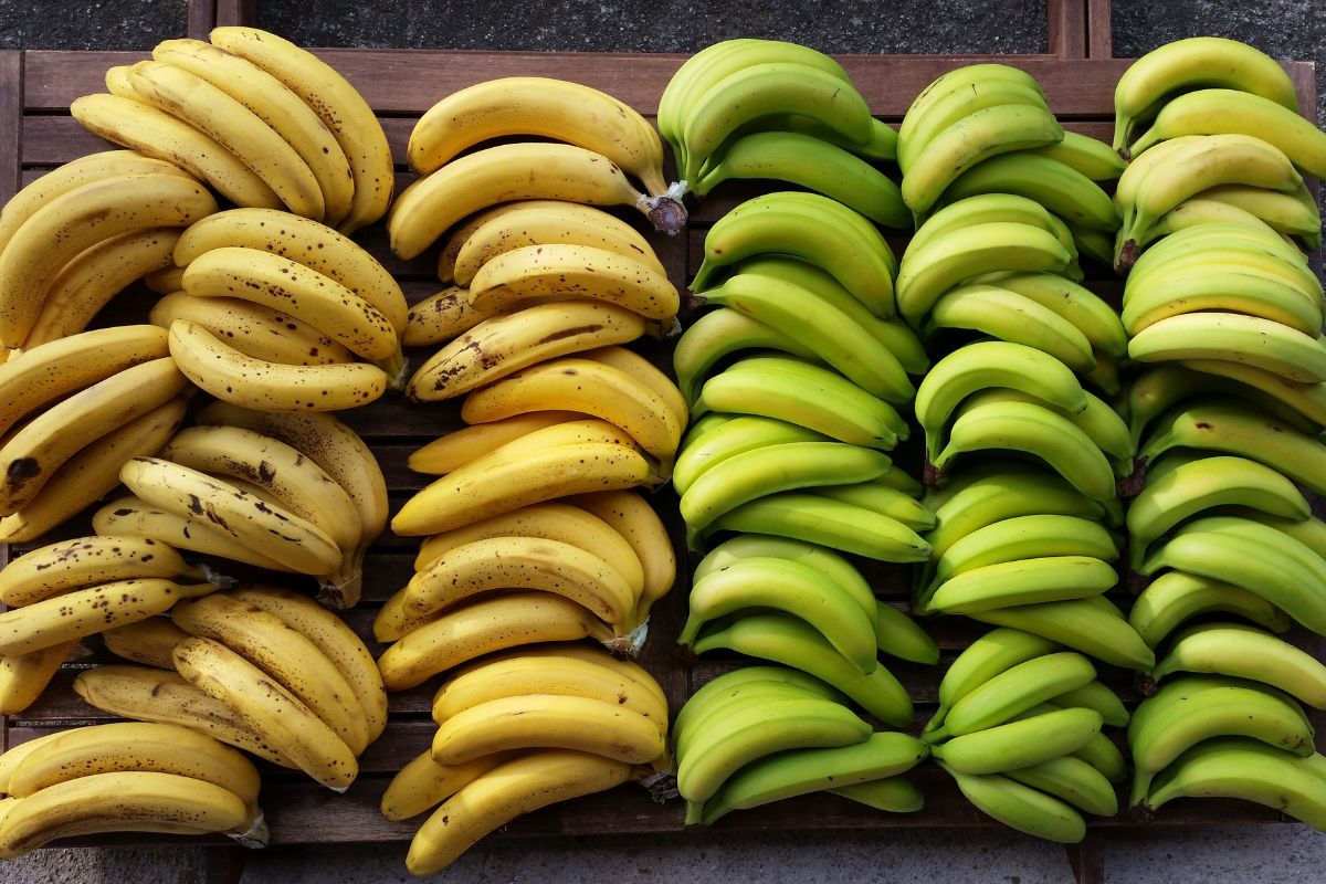 Bananes mûres jaunes et bananes vertes non mûres