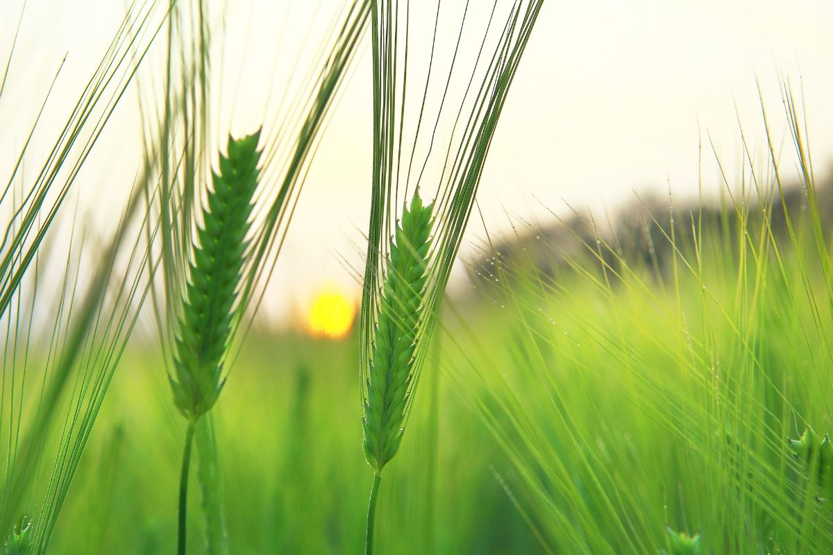 Épis d'orge verte dans un champ
