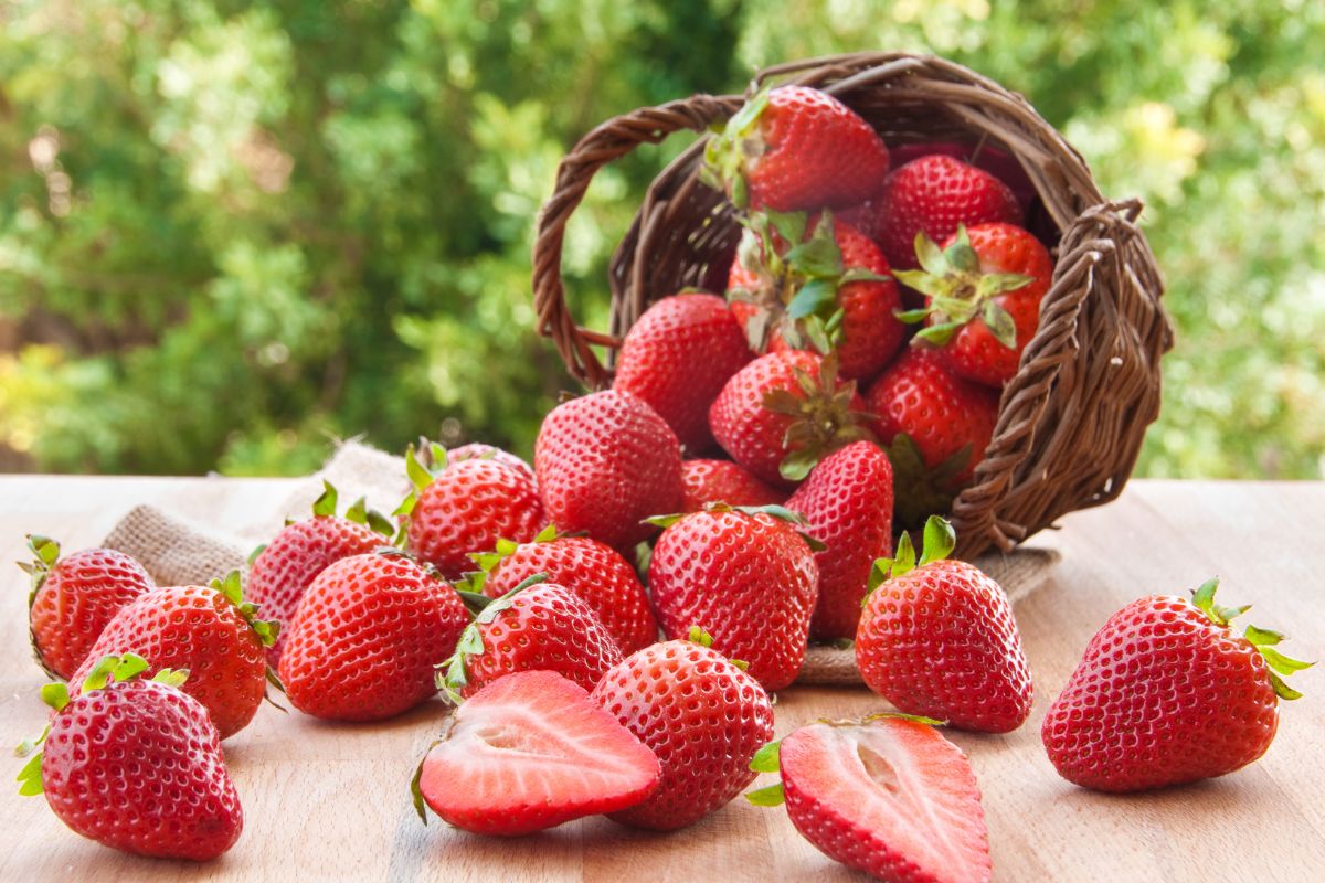Fraises fraîches renversées d'un panier sur une table