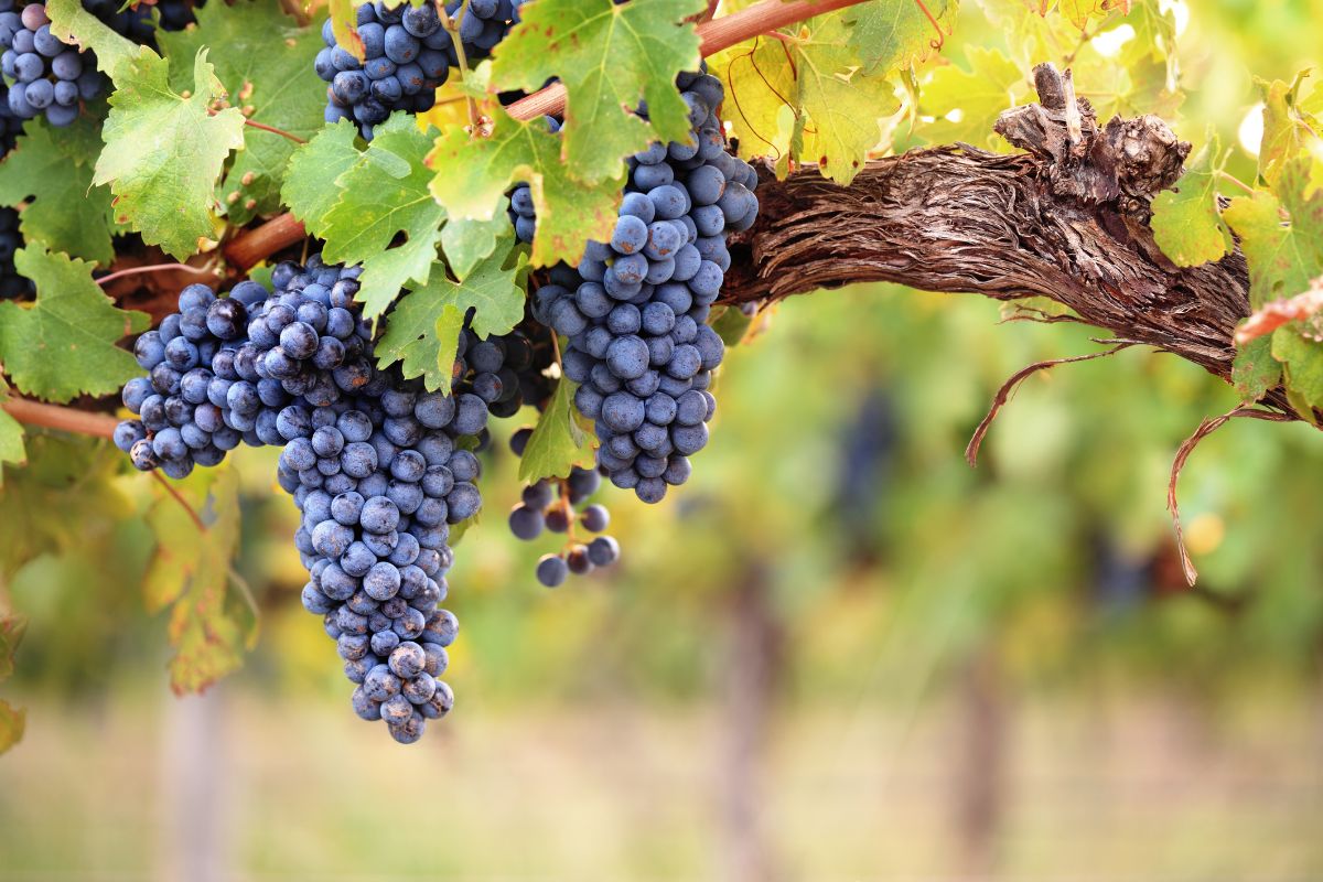Grappe de raisin violet sur une vigne dans un vignoble