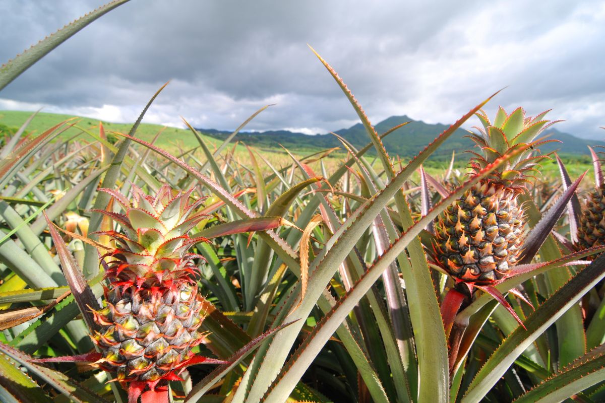 Champ d'ananas