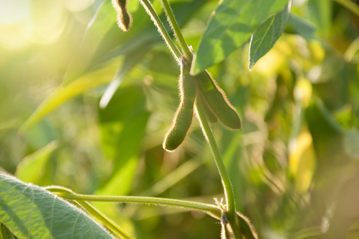 Gousses de soja suspendues à une plante dans un champ