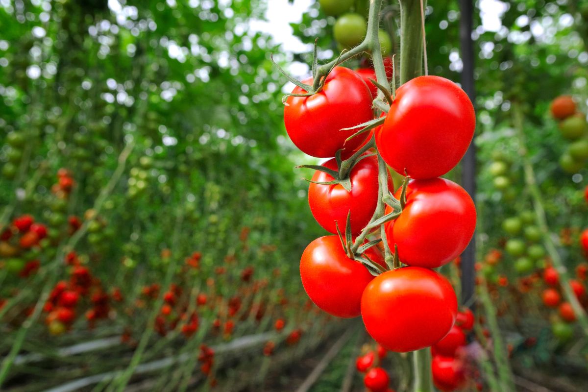 Grappe de tomates rouges mûres dans une serre