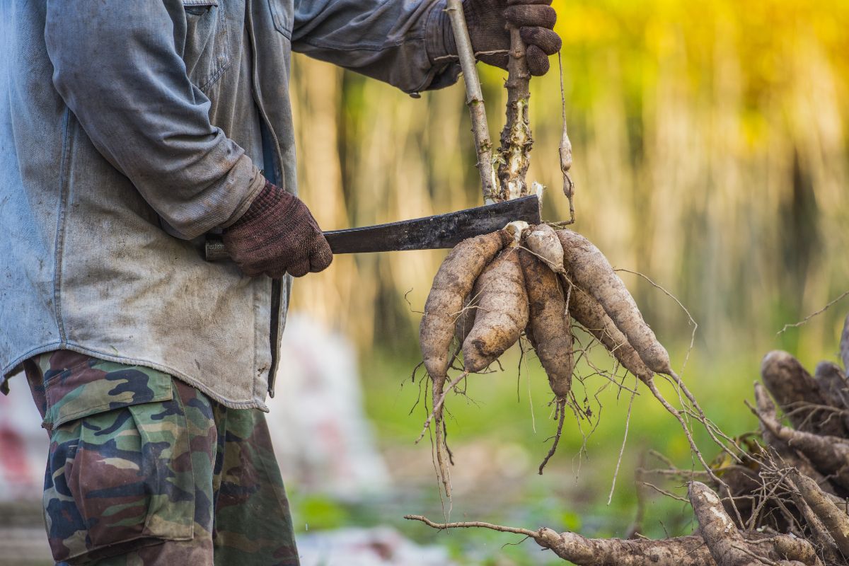Agriculteur coupant des racines de manioc