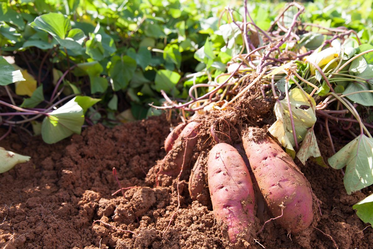 Récolte de patates douces fraîchement déterrées dans un champ