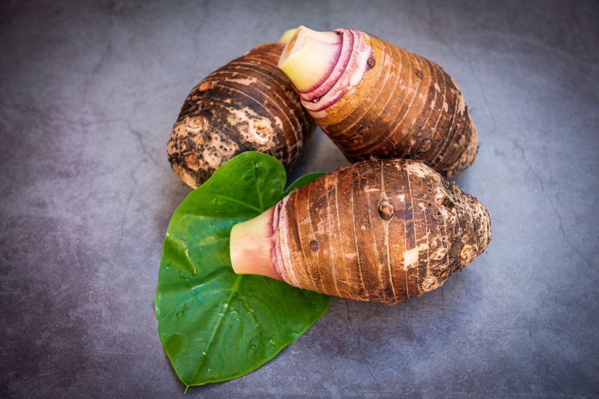 Tubercules de taro