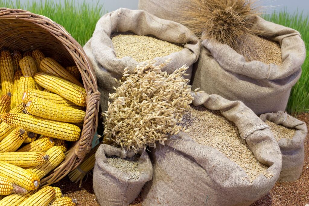 Sacs de grains et épis de maïs récoltés prêts à être stockés.